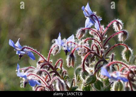 Pianta di borragia fiorita con fiori blu e un tronco dall'aspetto peloso Foto Stock