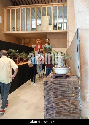 Felanitx, Spagna; 20 ottobre 2024: Mostra di bonsais alla fiera della paprika che si tiene nella città di Felaintx Foto Stock