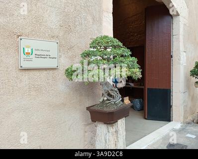 Felanitx, Spagna; 20 ottobre 2024: Mostra di bonsais alla fiera della paprika che si tiene nella città di Felaintx Foto Stock