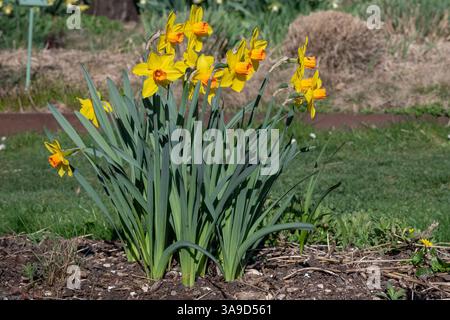 Nancy, Francia - Vista sui fiori gialli di Narciso nel Jardin Dominique Alexandre Godron, uno storico giardino botanico di Nancy. Foto Stock