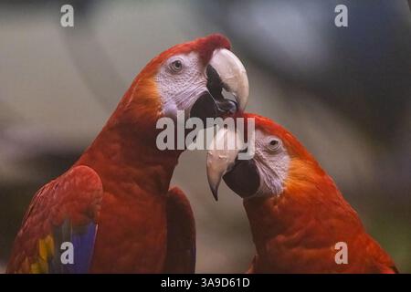 Coppia di scarlatta (Ara macao) Foto Stock