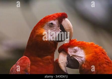 Coppia di scarlatta (Ara macao) Foto Stock