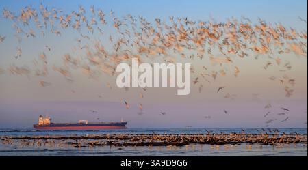 Stormo di skimmer neri e altri uccelli marini che volano sopra Galveston Bay al tramonto, con motion blur, Galveston, Texas, Stati Uniti. Foto Stock