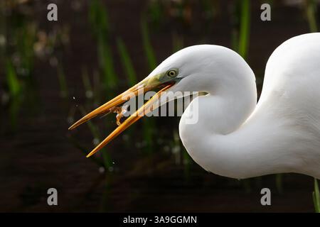 Un grande egret (Ardea alba) che mangia un piccolo gambero in un parco di Kanagawa, in Giappone. Foto Stock