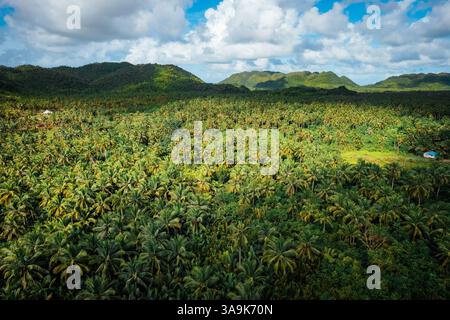 Endless Coconut Plantation of Siargao - Un meraviglioso mare di torreggianti palme che si estende attraverso l'isola, che mostra la bellezza della natura ed è Foto Stock