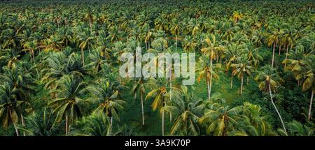 Endless Coconut Plantation of Siargao - Un meraviglioso mare di torreggianti palme che si estende attraverso l'isola, che mostra la bellezza della natura ed è Foto Stock