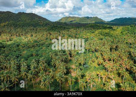 Endless Coconut Plantation of Siargao - Un meraviglioso mare di torreggianti palme che si estende attraverso l'isola, che mostra la bellezza della natura ed è Foto Stock