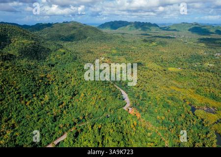 Endless Coconut Plantation of Siargao - Un meraviglioso mare di torreggianti palme che si estende attraverso l'isola, che mostra la bellezza della natura ed è Foto Stock