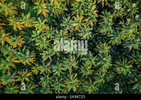 Endless Coconut Plantation of Siargao - Un meraviglioso mare di torreggianti palme che si estende attraverso l'isola, che mostra la bellezza della natura ed è Foto Stock