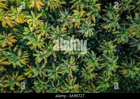 Endless Coconut Plantation of Siargao - Un meraviglioso mare di torreggianti palme che si estende attraverso l'isola, che mostra la bellezza della natura ed è Foto Stock