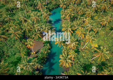 Crociera panoramica sul fiume Maasin a Siargao - Un tranquillo viaggio attraverso le lussureggianti acque costeggiate da palme, con la famosa palma Bent Palm Tree e le splendide acque tropicali Foto Stock