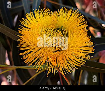 Inflorescenza singola in quattro parti di Illyarrie (Eucalyptus erythrocorys), gomma con capsula rossa, fine estate a Perth, Australia Occidentale Foto Stock