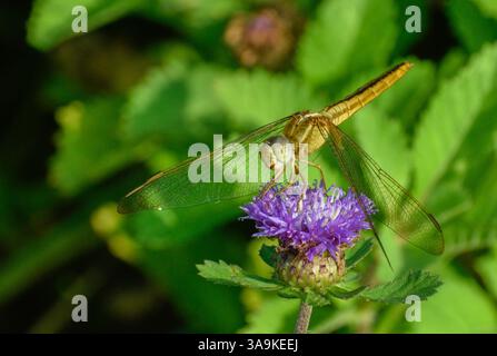 Una libellula su un fiore viola. Un aliante paludoso cremisi (Trithemis aurora) fotografato a Jurong, Singapore. Foto Stock