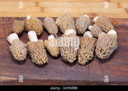Verpa bohemica su un asse di legno di quercia in cucina (Early morel o il berretto a ditale rugoso) Foto Stock