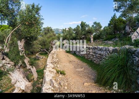 Percorso escursionistico panoramico che si snoda attraverso un uliveto a Maiorca, Spagna, con olive mature pronte per la raccolta, destinate alla produzione di olio d'oliva. Foto Stock