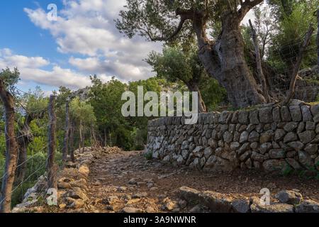 Percorso escursionistico panoramico che si snoda attraverso un uliveto a Maiorca, Spagna, con olive mature pronte per la raccolta, destinate alla produzione di olio d'oliva. Foto Stock