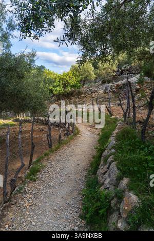 Percorso escursionistico panoramico che si snoda attraverso un uliveto a Maiorca, Spagna, con olive mature pronte per la raccolta, destinate alla produzione di olio d'oliva. Foto Stock
