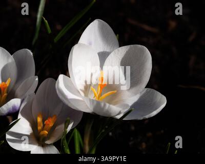 Un primo piano del fiore viola a righe bianche del crisanteo Crocus Prins Claus Foto Stock