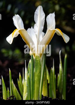 Primo piano di un unico fiore bianco dell'Iris nano, Iris reticulata "Louise" Foto Stock