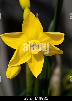 Primo piano di un singolo fiore del narciso nano Narciso "Baby Boomer" Foto Stock
