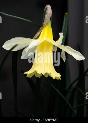 Primo piano di un singolo fiore giallo pallido e bianco del narciso Narciso "W'P" Milner Foto Stock