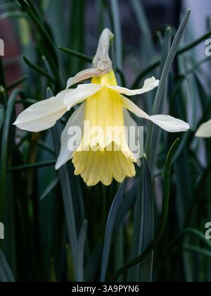 Primo piano di un singolo fiore giallo pallido e bianco del narciso Narciso "W'P" Milner Foto Stock