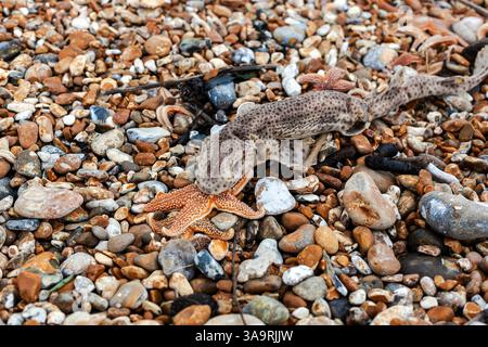 Piccolo squalo maculato morto e stelle marine su una spiaggia di ciottoli (deserto), Dungeness, Kent, Inghilterra Foto Stock