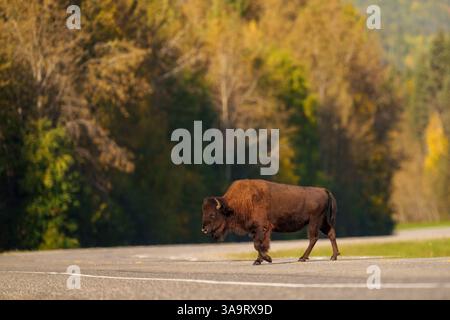 Wood Bison attraversa una strada rurale in un paesaggio autunnale Foto Stock