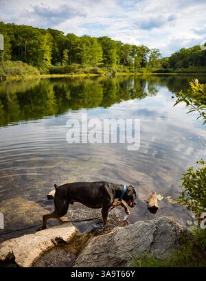 Cane di razza mista che cammina attraverso l'acqua ai bordi di uno stagno Foto Stock