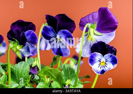 Fiori viola e blu pansy su sfondo arancione Foto Stock