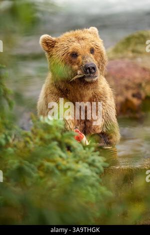 L'orso bruno si nutre di pesci appena pescati in un ambiente fluviale Foto Stock