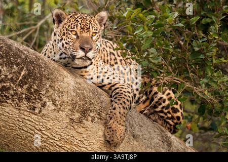 Maestoso giaguaro che poggia su un albero in un habitat naturale di Pantanal Foto Stock