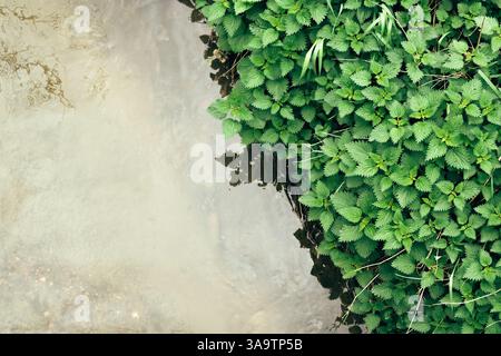 Lussureggiante ortica verde che cresce vicino al torrente, vista ad angolo alto Foto Stock