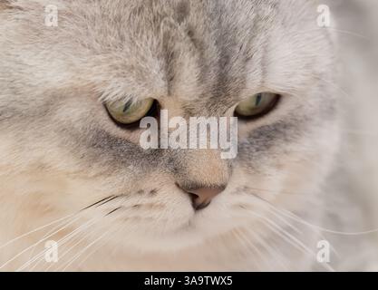 Primo piano di un simpatico gatto britannico Shorthair grigio Foto Stock