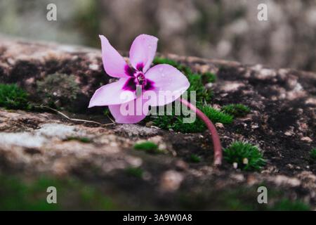 Il fiore rosa ciclamino europeo giace su pietre ricoperte di muschio verde. Sfondo erba naturale. La magia della rinascita della natura nella stagione primaverile, nella foresta e nel giardino. Foto Stock