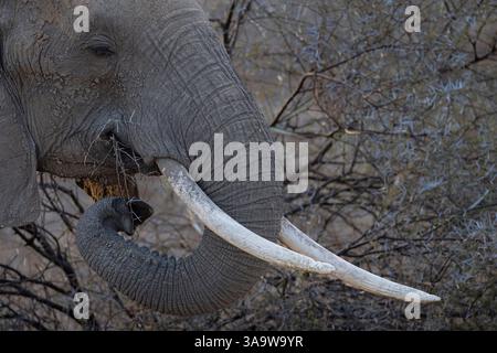 Elefante cespuglio africano (Loxodonta africana) che si nutre di una pianta secca e spinosa di acacia (Vachellia). Notare le tacche nel test RH dovute all'uso durante l'alimentazione. Mash Foto Stock