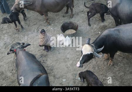 27 novembre 2006; Bihar, INDIA; Sonepur Mela: La più grande fiera del bestiame dell'Asia. Un commerciante di bufali si ferma la mattina presto prima dell'inizio della contrattazione. Credito obbligatorio: Foto di Pete Pattisson/ZUMA Press. (©) Copyright 2006 di Pete Pattisson Foto Stock