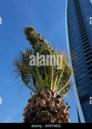 Una palma di recente crescita con fronde verdi vibranti si erge contro un alto grattacielo di vetro sotto un cielo blu limpido. Foto Stock