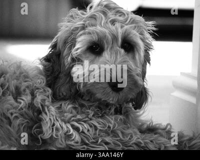 Cockerpoo B&W Foto Stock