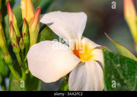 Primo piano di un fiore bianco di Mandevilla con centro giallo, circondato da boccioli e foglie verdi. Vista macro luminosa ideale per uso botanico. Foto Stock