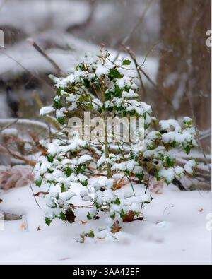 Impianto Holly coperto di neve in una zona boschiva invernale Foto Stock