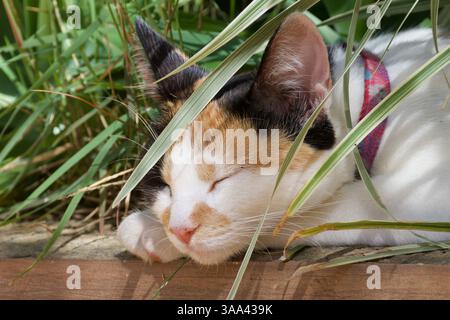 Un gatto sta dormendo nell'erba. Il gatto è bianco e nero con un colletto rosa. Il gatto si è arricciato ed è molto rilassato Foto Stock