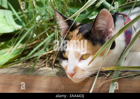 Un gatto sta sdraiando nell'erba con la testa abbassata. Il gatto è nero, bianco e arancione Foto Stock