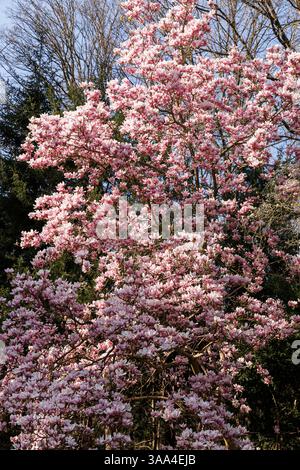magnolia fiorita (lat. Magnolia) al Forstbotanischer Garten (Giardino Botanico forestale), un arboreto e un giardino botanico boschivo, Colonia, germe Foto Stock