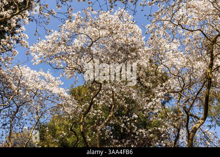 magnolia lievitata di salice (lat. Magnolia salicifolia) nel giardino botanico forestale, un arboreto e un giardino botanico boschivo, Colonia, Germania. Weide Foto Stock