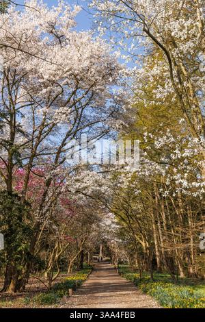 magnolia fiorita (lat. Magnolia) al Forstbotanischer Garten (Giardino Botanico forestale), un arboreto e un giardino botanico boschivo, Colonia, germe Foto Stock