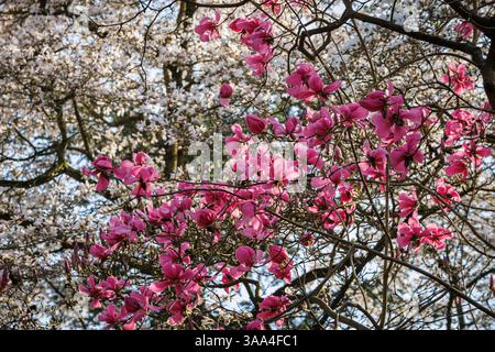 magnolia fiorita (lat. Magnolia) al Forstbotanischer Garten (Giardino Botanico forestale), un arboreto e un giardino botanico boschivo, Colonia, germe Foto Stock