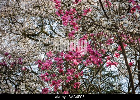 magnolia fiorita (lat. Magnolia) al Forstbotanischer Garten (Giardino Botanico forestale), un arboreto e un giardino botanico boschivo, Colonia, germe Foto Stock