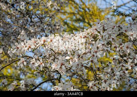 magnolia lievitata di salice (lat. Magnolia salicifolia) nel giardino botanico forestale, un arboreto e un giardino botanico boschivo, Colonia, Germania. Weide Foto Stock