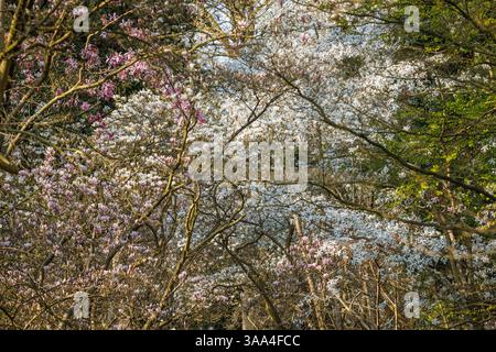 magnolia lievitata di salice (lat. Magnolia salicifolia) nel giardino botanico forestale, un arboreto e un giardino botanico boschivo, Colonia, Germania. Weide Foto Stock